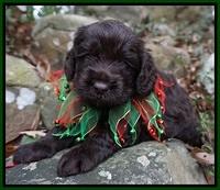 Liza Prime pups 4 wks old 111