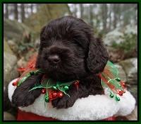 Liza Prime pups 4 wks old 91