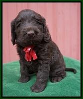 Liza Prime pups 5 wks old 121