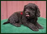 Liza Prime pups 5 wks old 91