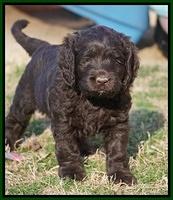 Liza Prime pups 6 wks old 81