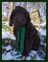 Liza Prime pups 8wks old 4200