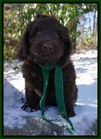 Liza Prime pups 8wks old 6200