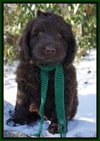 Liza Prime pups 8wks old 7200