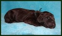 Liza Raki Prime pups Newborn 41