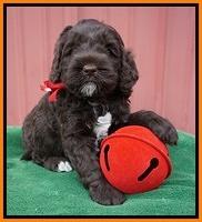Liza Prime pups 5 wks old 141