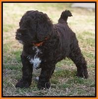 Liza Prime pups 6 wks old 141