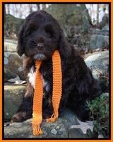 Liza Prime pups 68wks old 101