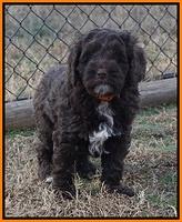 Liza Prime pups 7 wks old 171