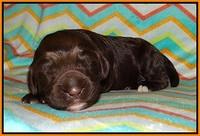Lliza Prime Raki pups 1 wk ols121