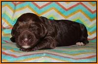 Lliza Prime Raki pups 1 wk ols131