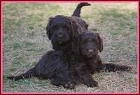 Liza Prime pups 6 wks old 191