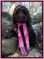 Liza Prime pups 68wks old 51