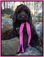 Liza Prime pups 68wks old 61