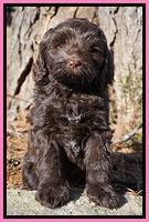 Liza Prime pups 7 wks old 181