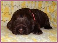 Liza Raki Prime pupss 22 wks old 101