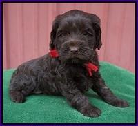 Liza Prime pups 5 wks old 201