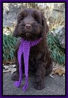 Liza Prime pups 68wks old 11