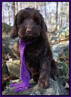 Liza Prime pups 68wks old 21