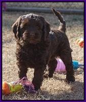 Liza Prime pups 7 wks old 211