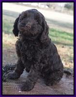 Liza Prime pups 7 wks old 231