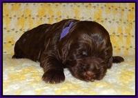 Liza Raki Prime pupss 22 wks old 111