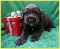 Liza Prime Raki pups 3 wks old 151