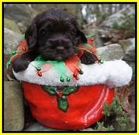 Liza Prime pups 4 wks old 241