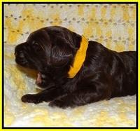 Liza Raki Prime pupss 22 wks old 131