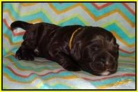 Lliza Prime Raki pups 1 wk ols141