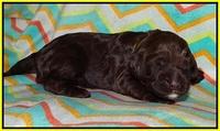Lliza Prime Raki pups 1 wk ols151