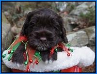 Liza Prime pups 4 wks old 301