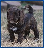 Liza Prime pups 6 wks old 321