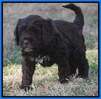Liza Prime pups 6 wks old 341