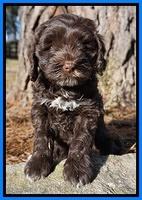 Liza Prime pups 7 wks old 331