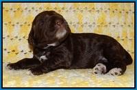 Liza Raki Prime pupss 22 wks old 151