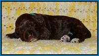 Liza Raki Prime pupss 22 wks old 161