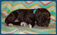 Lliza Prime Raki pups 1 wk ols161