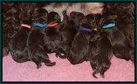 Liza Raki Prime pups Newborn 131