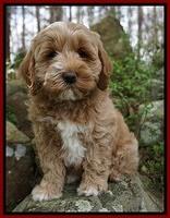 Individual puppy photo gallery