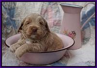 Callie Parson pups 4 wks old 31