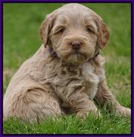 Callie Parson pups 5 wks old 31