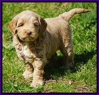 Callie Parson pups 6 wks old 71