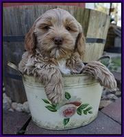 Callie Parson pups 7 wks old 41