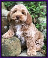 Callie Parson pups 8 wks old 4222