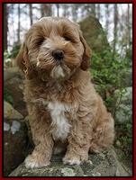 Callie Parson pups 8 wks old 181