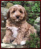 Callie Parson pups 8 wks old 211