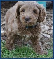 Callie Parson pups 6 wks old 161