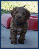 Callie Parson pups 6 wks old 211