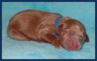 Callie Parson pups newborn 51